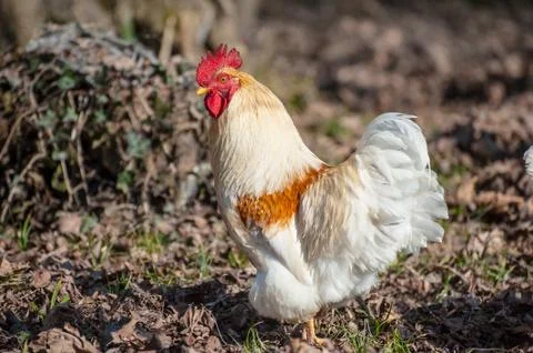 White rooster Stock Photos