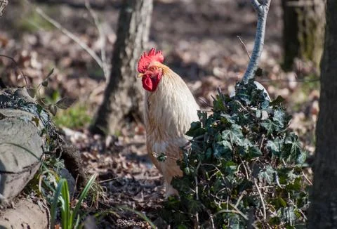 White rooster Foto stock