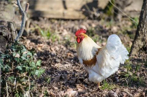 White rooster Stock Photos
