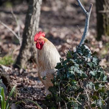 White rooster Stock Photos