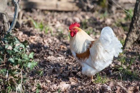 White rooster Foto stock