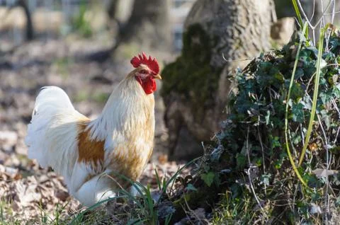 White rooster Stock Photos