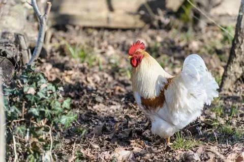 White rooster Stock Photos