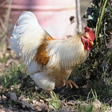 White rooster Stock Photos