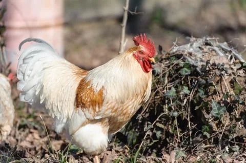 White rooster Stock Photos