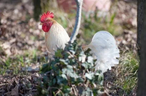 White rooster Stock Photos