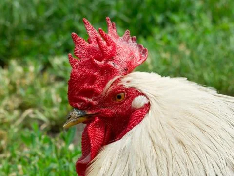 White rooster Stock Photos