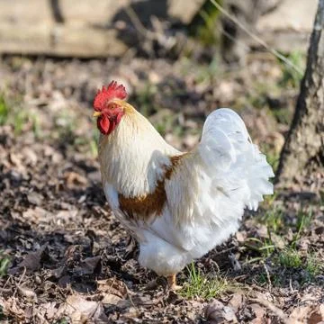 White rooster Stock Photos