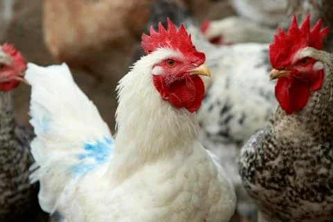 White rooster Stockfoto's