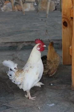 White rooster Stock Photos