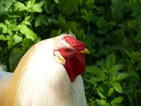 White rooster Stock Photos