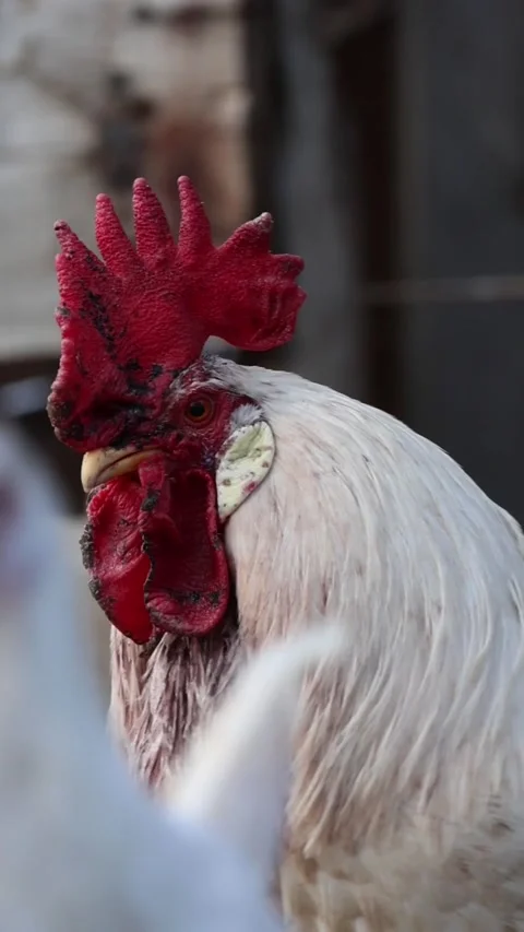 White rooster portrait with large red comb on rural farm background 스톡 동영상 332161988