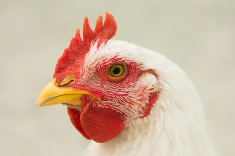 White rooster portrait Stock Photos