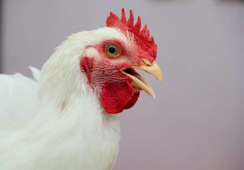 White Rooster Portrait Stock Photos
