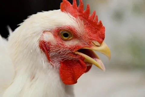 White Rooster Portrait Stock Photos