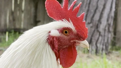 White Rooster Portrait with Red Comb Close Up - 4K Stock Footage 343561581