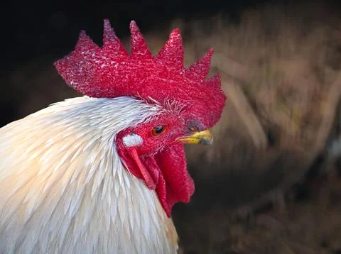 White rooster with red comb head close-up photo stock Photos