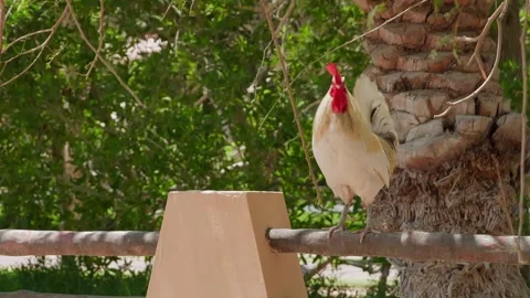 White rooster with red comb perched on wooden fence near palm tree Stock Footage 345700853