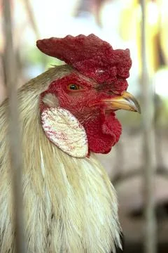 White Rooster with red comb Stock Photos