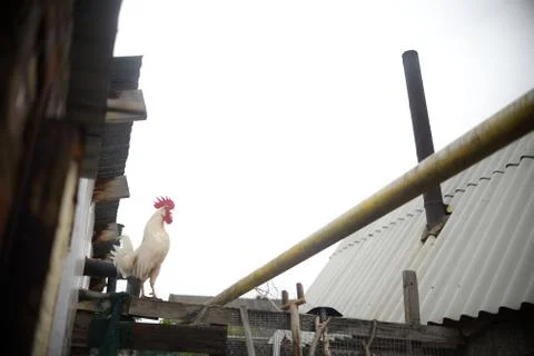 A white rooster with a red comb sits on a fence, and the roofs of barns or bi Stock Photos