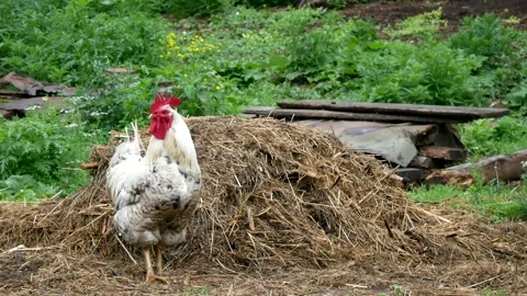 A white rooster with a red comb stands against the background of a haystack and Stock Footage 334024478