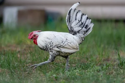 White rooster with red comb walking in the grass on a farm 库存照片