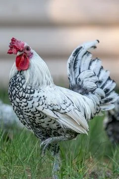 White rooster with red comb walking in the grass on a farm Stock Photos