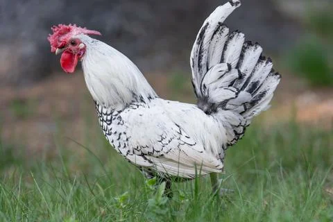 White rooster with red comb walking in the grass on a farm 库存照片