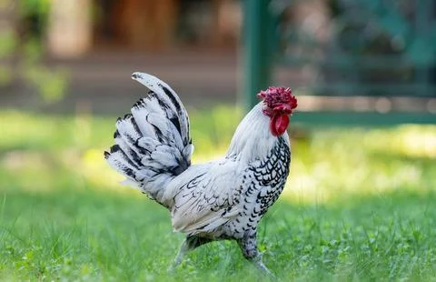 White rooster with red comb walking in the grass on a farm Stock Photos