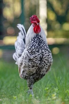 White rooster with red comb walking in the grass on a farm 库存照片