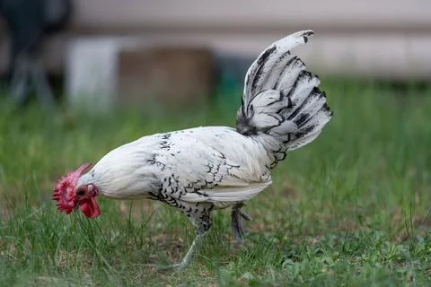 White rooster with red comb walking in the grass on a farm 库存照片