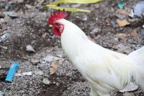 White rooster with red comb in the yard Stock Photos