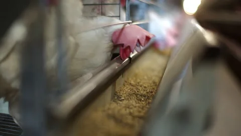 A white rooster with a red crest pecks food from the gutter at a poultry farm. A Stock Footage 136287277