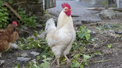 White rooster with red crest Stock Photos