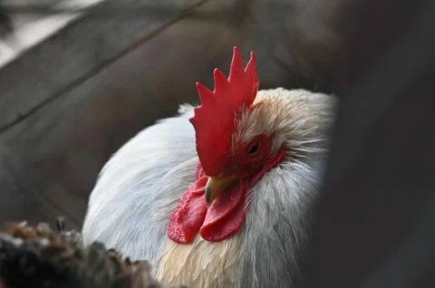 White Rooster Resting Peacefully Inside a Wooden Chicken Coop Stock Photos