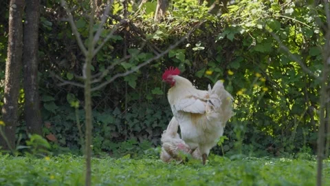 White rooster rummaging and grazing a grass Stock-Footage 254109073