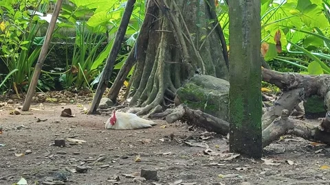 White Rooster Scratching Dirt And Preening Under Tree Trunk Vidéo 342052309