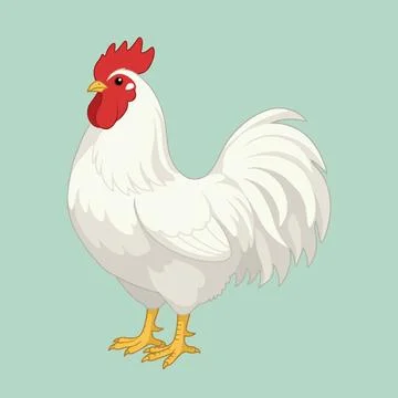 White Rooster Standing in Cute and Clean Vector Illustration  Stock Illustration