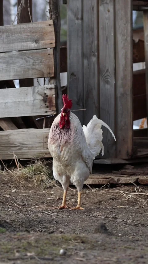 White rooster standing in front of rustic wooden barn in farmyard vertical shot Stock Footage 332161993