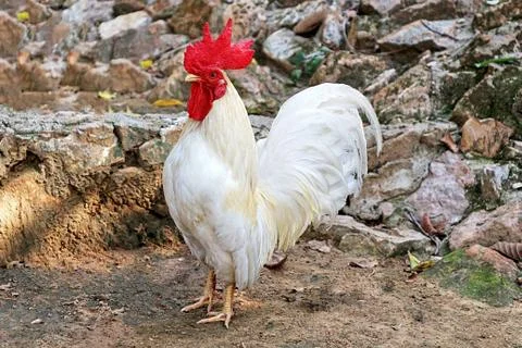A White Rooster Standing on the Ground Stock Photos