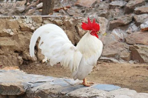 White Rooster Standing on the Ground Stock Photos