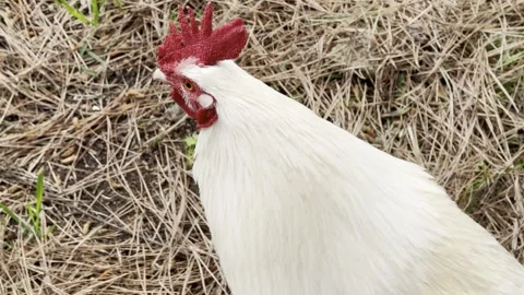 White Rooster Standing Outdoors on Dry Grass - 4K Stock Footage 343561564