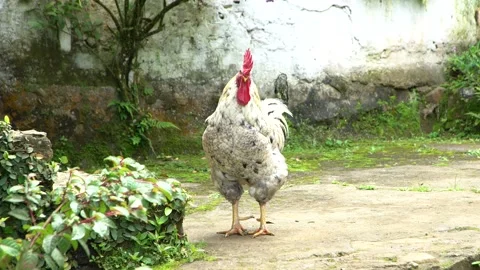 White Rooster Step On Brick Mildew Infested Wall In Nirvana Natural Reserve Stock Footage 300724959