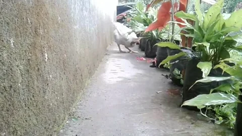 White rooster walking Stock Footage 226900221