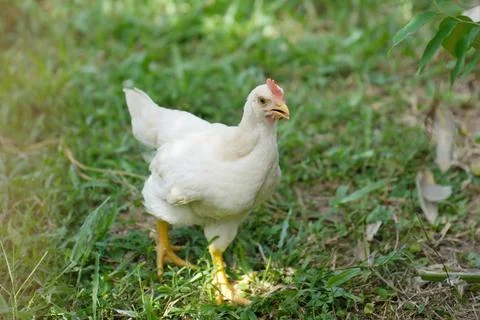 A white rooster is walking on the grass. Stock Photos