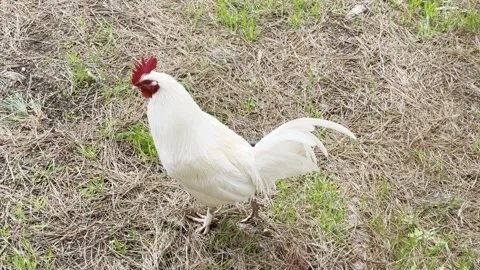 White Rooster Walking in Rural Backyard - 4K Stock Footage 343561572