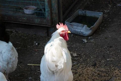 The white rooster in the yard closeup Stock Photos