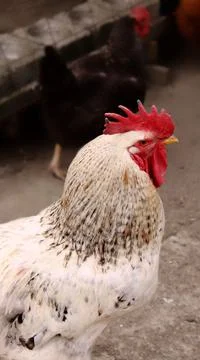 White rooster in the yard Foto stock