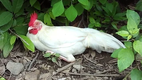 White roosters sit on the ground try to rest Video stock 122197679