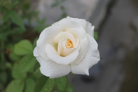 White ros 스톡 사진